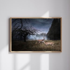 Silent Forest